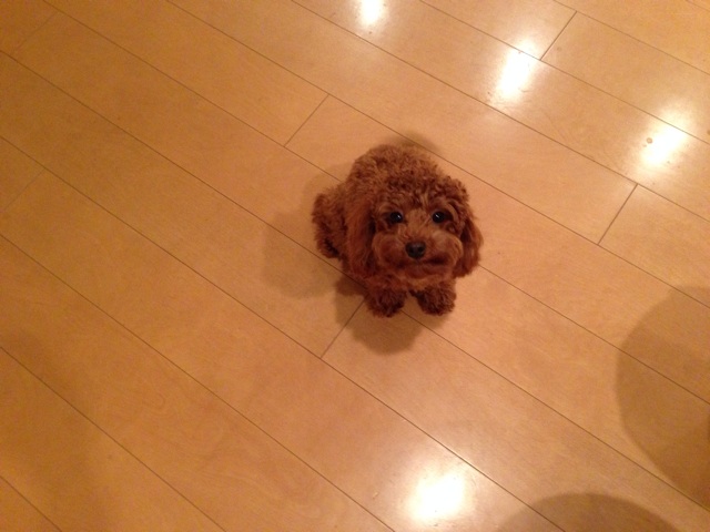 f:id:lalala11:20131213091203j:plain f:id:lalala11:20131213091203j:plain