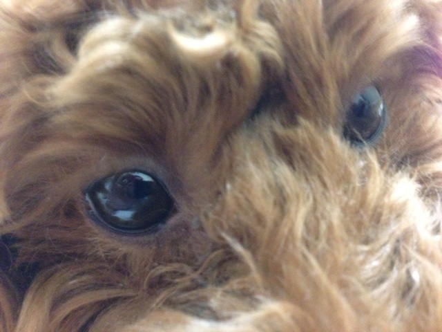 f:id:lalala11:20131216204634j:plain f:id:lalala11:20131216204634j:plain