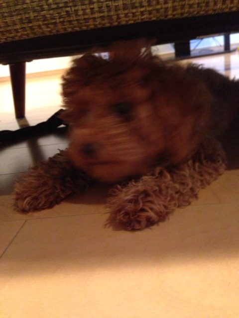 f:id:lalala11:20131231201903j:plain f:id:lalala11:20131231201903j:plain