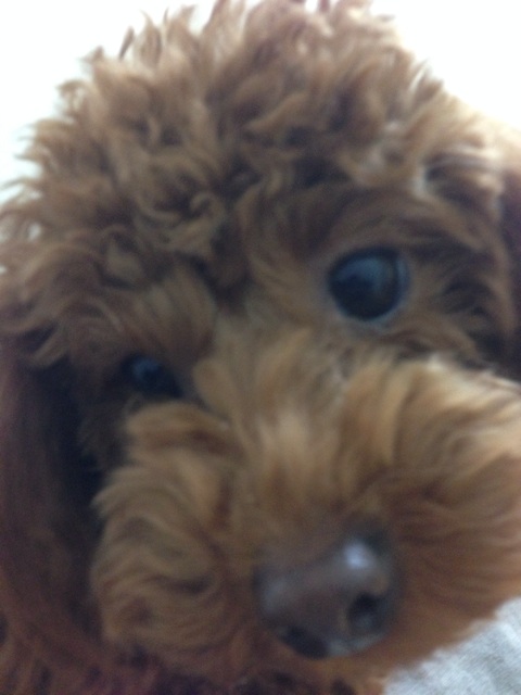 f:id:lalala11:20140311091519j:plain f:id:lalala11:20140311091519j:plain