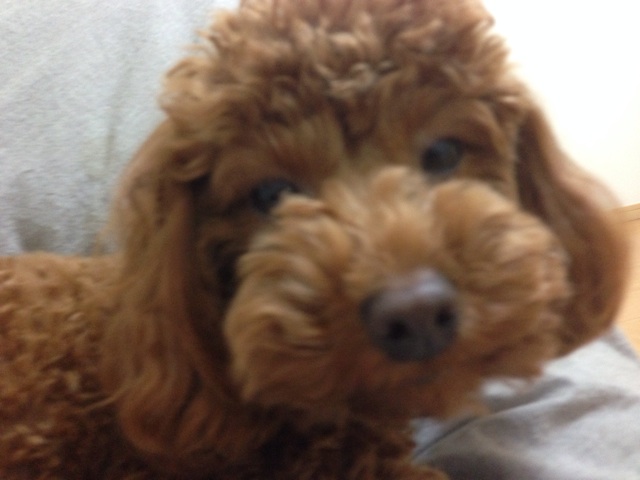 f:id:lalala11:20140314210424j:plain f:id:lalala11:20140314210424j:plain