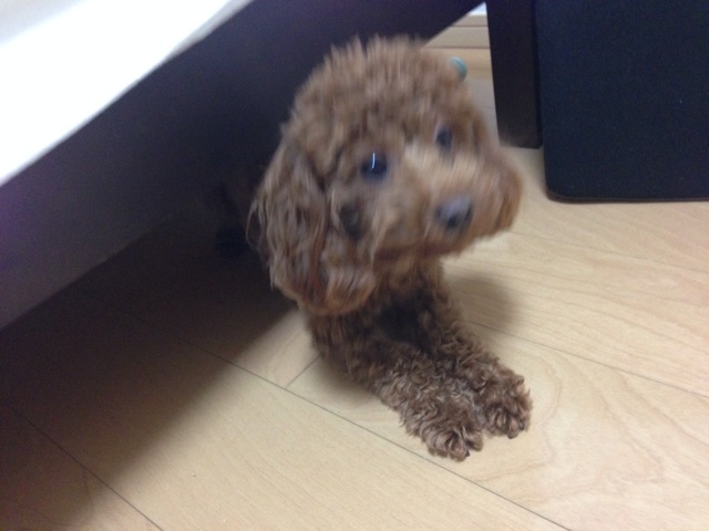 f:id:lalala11:20140314210630j:plain f:id:lalala11:20140314210630j:plain