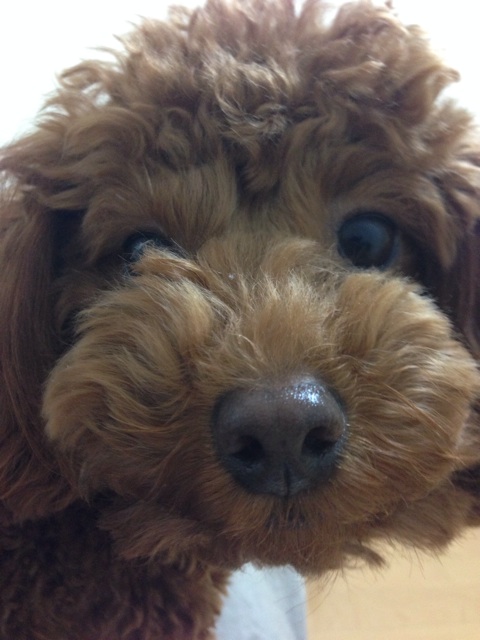 f:id:lalala11:20140324225554j:plain f:id:lalala11:20140324225554j:plain