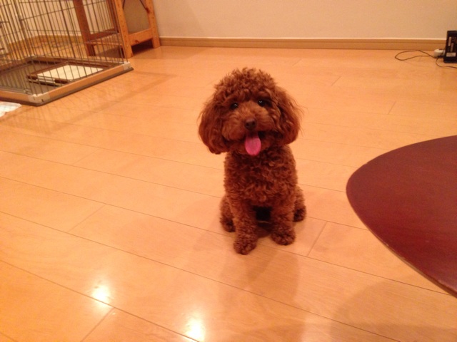 f:id:lalala11:20140404233223j:plain f:id:lalala11:20140404233223j:plain