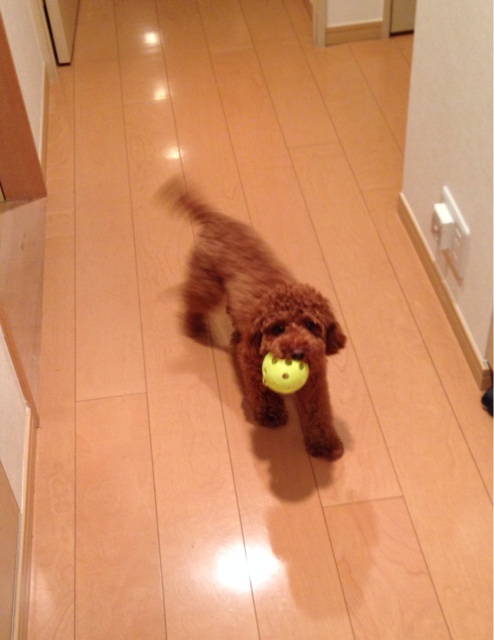 f:id:lalala11:20140627205701j:plain f:id:lalala11:20140627205701j:plain