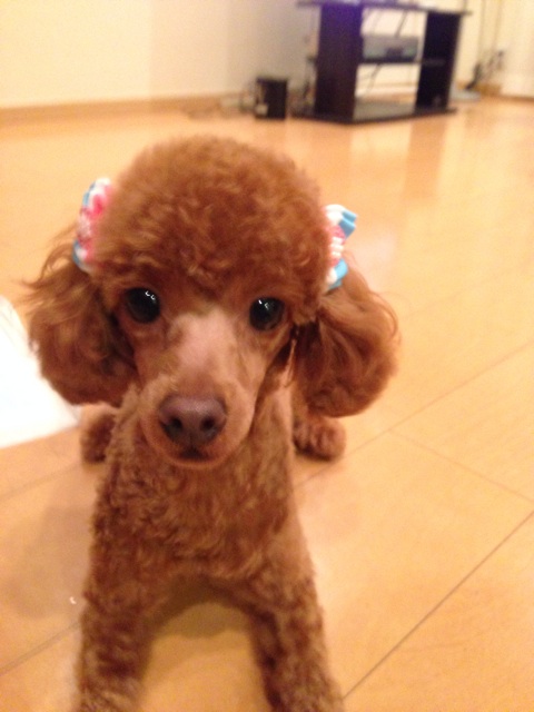 f:id:lalala11:20140719215010j:plain f:id:lalala11:20140719215010j:plain