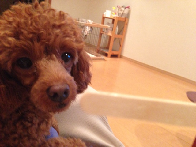 f:id:lalala11:20140831102310j:plain f:id:lalala11:20140831102310j:plain