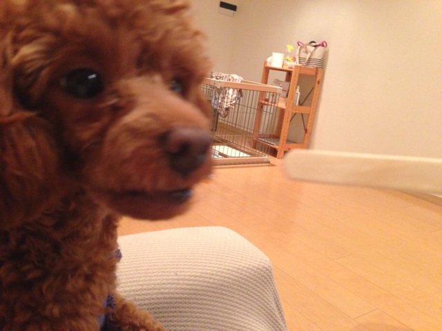 f:id:lalala11:20140831102350j:plain f:id:lalala11:20140831102350j:plain