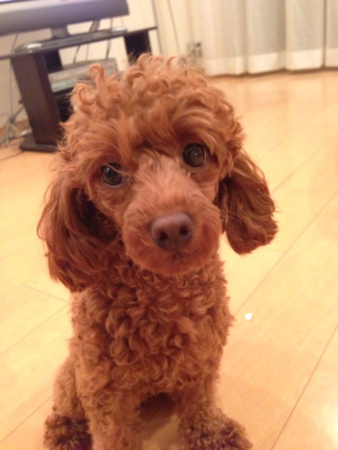f:id:lalala11:20140907211030j:plain f:id:lalala11:20140907211030j:plain