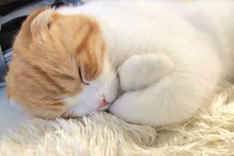 f:id:lazing-around:20140429200016j:plain f:id:lazing-around:20140429200016j:plain
