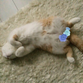 f:id:lazing-around:20140521004203j:plain f:id:lazing-around:20140521004203j:plain