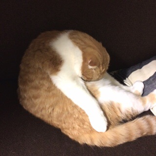 f:id:lazing-around:20141129125647j:plain f:id:lazing-around:20141129125647j:plain
