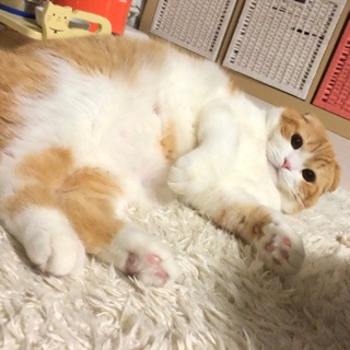 f:id:lazing-around:20141220140141j:plain f:id:lazing-around:20141220140141j:plain