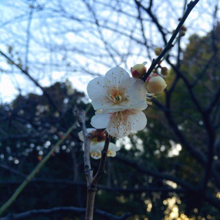 f:id:lazing-around:20150222144604j:plain f:id:lazing-around:20150222144604j:plain