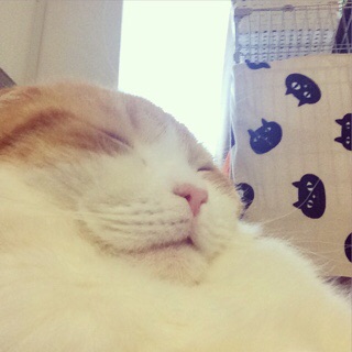 f:id:lazing-around:20150222144624j:plain f:id:lazing-around:20150222144624j:plain