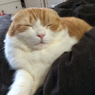 f:id:lazing-around:20150301190326j:plain f:id:lazing-around:20150301190326j:plain