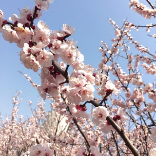f:id:lazing-around:20150322181007j:plain f:id:lazing-around:20150322181007j:plain