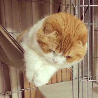 f:id:lazing-around:20150411204817j:plain f:id:lazing-around:20150411204817j:plain