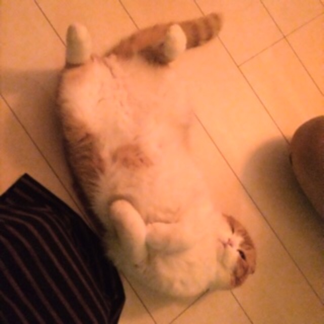 f:id:lazing-around:20150504091241j:image f:id:lazing-around:20150504091241j:image