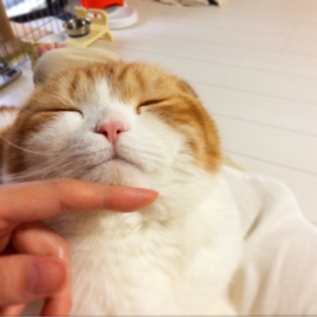 f:id:lazing-around:20150510182705j:image f:id:lazing-around:20150510182705j:image
