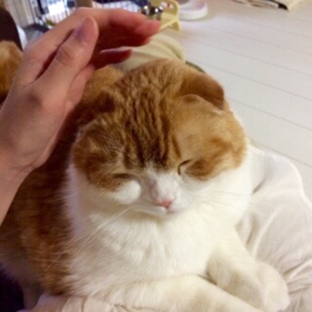 f:id:lazing-around:20150510182807j:image f:id:lazing-around:20150510182807j:image