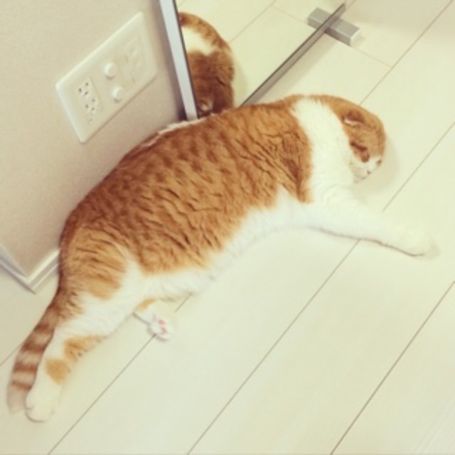 f:id:lazing-around:20150621001111j:image f:id:lazing-around:20150621001111j:image