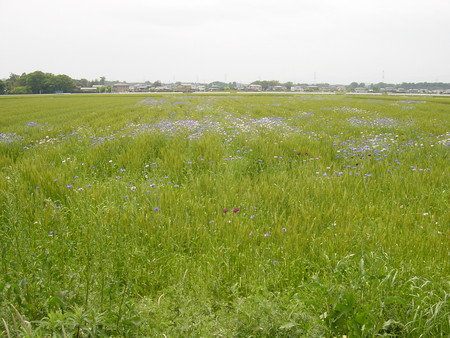 f:id:leafwood:20080509113636j:image f:id:leafwood:20080509113636j:image