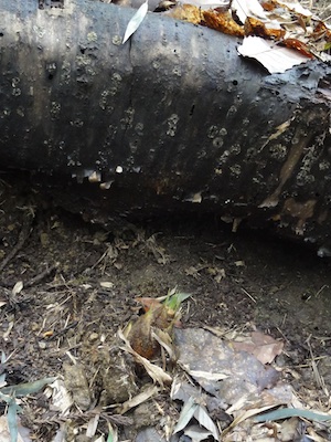 f:id:leon1248:20160206150725j:plain f:id:leon1248:20160206150725j:plain