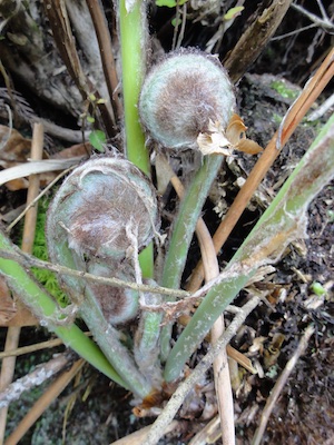 f:id:leon1248:20160206152136j:plain f:id:leon1248:20160206152136j:plain