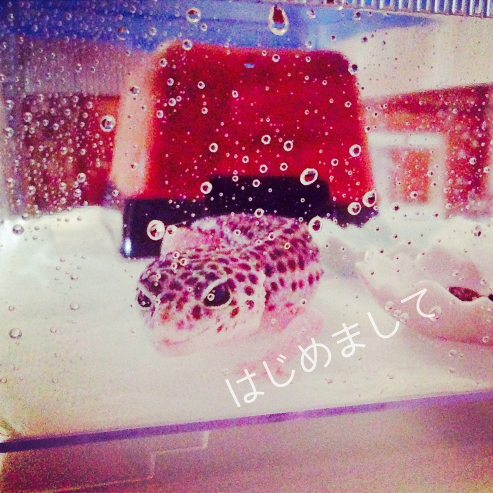 f:id:leopa0619:20140620233231j:plain f:id:leopa0619:20140620233231j:plain