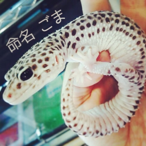 f:id:leopa0619:20140620233342j:plain f:id:leopa0619:20140620233342j:plain