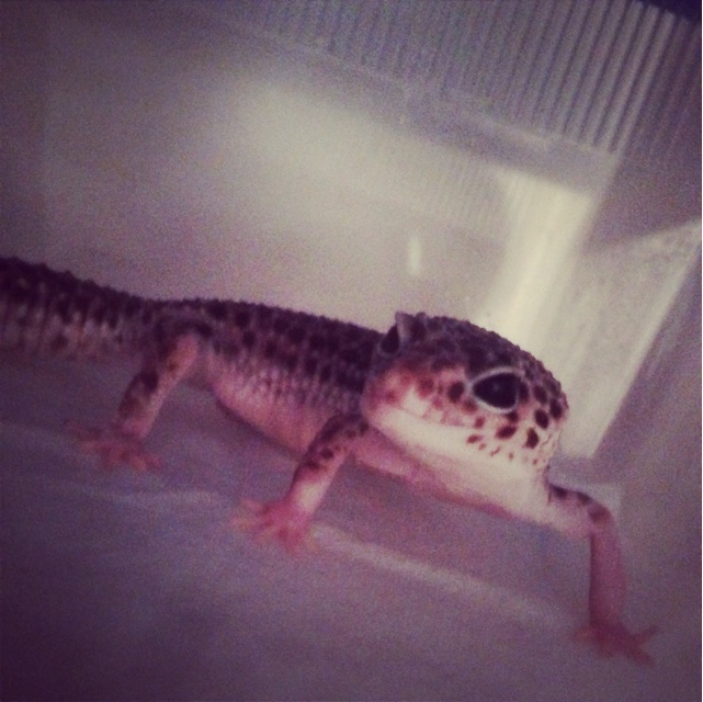 f:id:leopa0619:20140621164018j:plain f:id:leopa0619:20140621164018j:plain