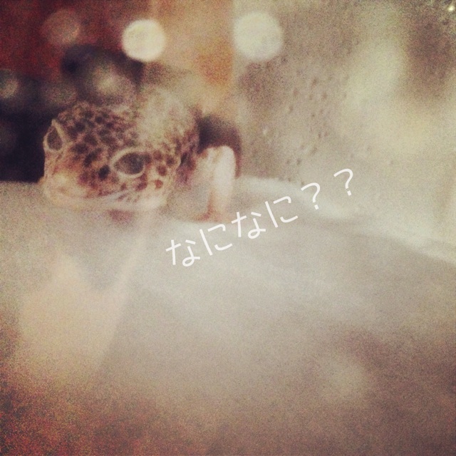 f:id:leopa0619:20140623084115j:plain f:id:leopa0619:20140623084115j:plain
