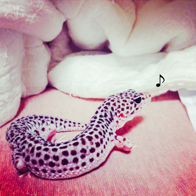 f:id:leopa0619:20140623084237j:plain f:id:leopa0619:20140623084237j:plain