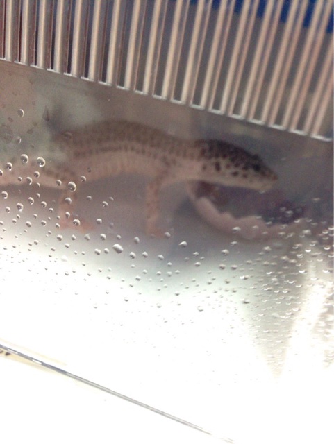 f:id:leopa0619:20140623224701j:plain f:id:leopa0619:20140623224701j:plain