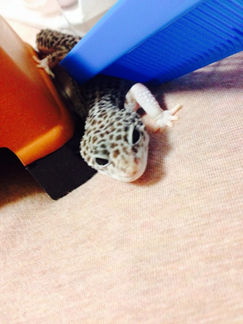 f:id:leopa0619:20140624224054j:plain f:id:leopa0619:20140624224054j:plain