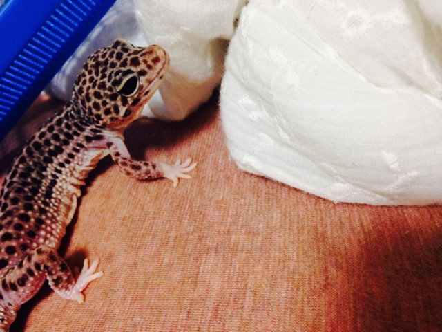 f:id:leopa0619:20140625073627j:plain f:id:leopa0619:20140625073627j:plain
