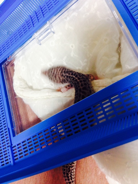 f:id:leopa0619:20140625073645j:plain f:id:leopa0619:20140625073645j:plain