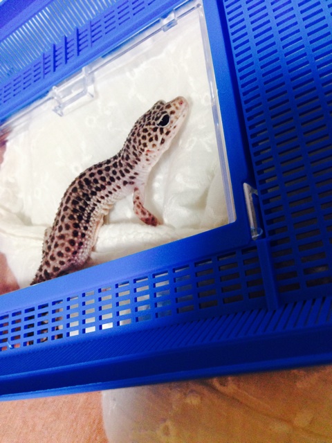 f:id:leopa0619:20140625074005j:plain f:id:leopa0619:20140625074005j:plain