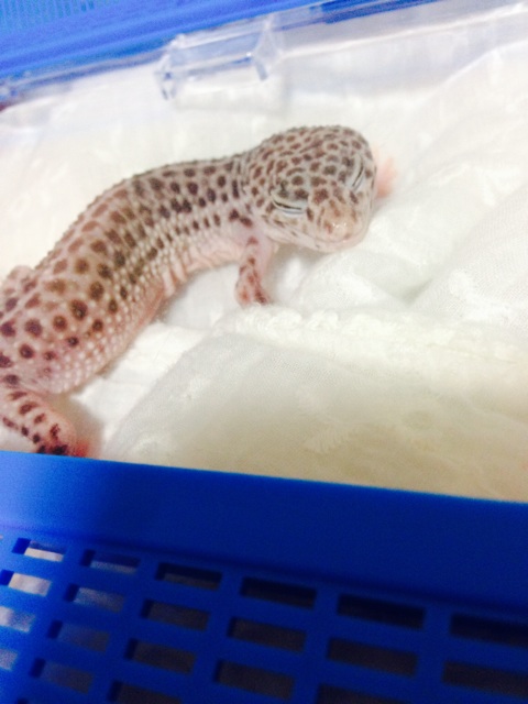 f:id:leopa0619:20140625074024j:plain f:id:leopa0619:20140625074024j:plain