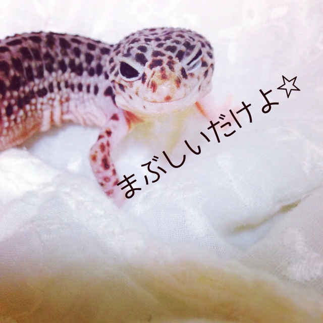 f:id:leopa0619:20140625074114j:plain f:id:leopa0619:20140625074114j:plain