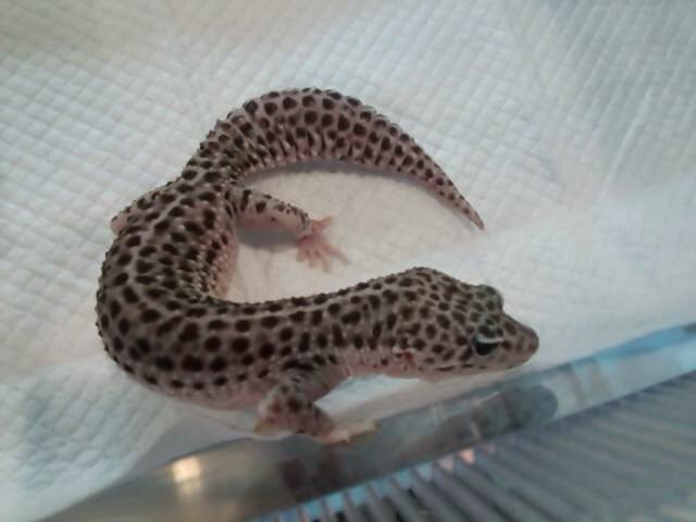 f:id:leopa0619:20140626222111j:plain f:id:leopa0619:20140626222111j:plain