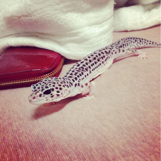 f:id:leopa0619:20140626222348j:plain f:id:leopa0619:20140626222348j:plain