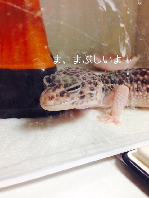 f:id:leopa0619:20140626232201j:plain f:id:leopa0619:20140626232201j:plain