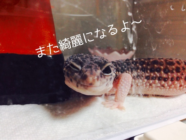 f:id:leopa0619:20140626232334j:plain f:id:leopa0619:20140626232334j:plain