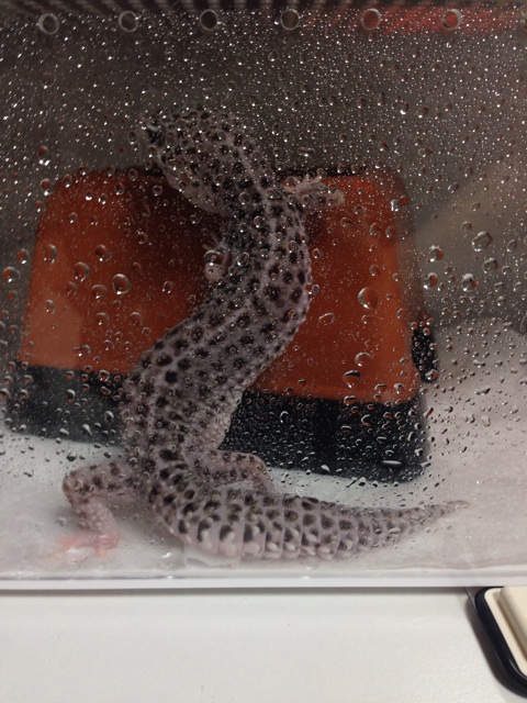 f:id:leopa0619:20140630122904j:plain f:id:leopa0619:20140630122904j:plain
