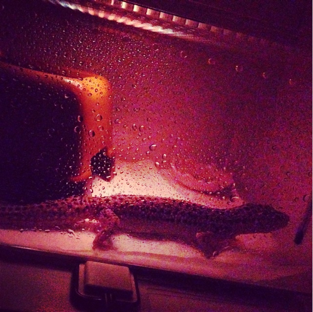 f:id:leopa0619:20140630122956j:plain f:id:leopa0619:20140630122956j:plain