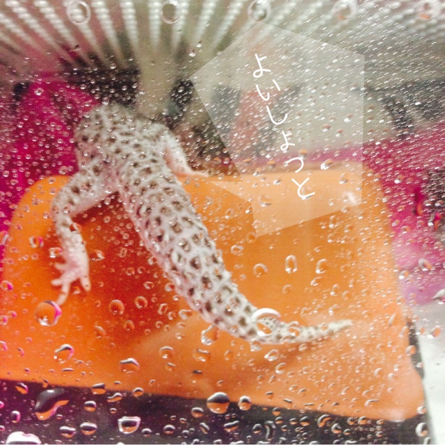 f:id:leopa0619:20140706004250j:plain f:id:leopa0619:20140706004250j:plain