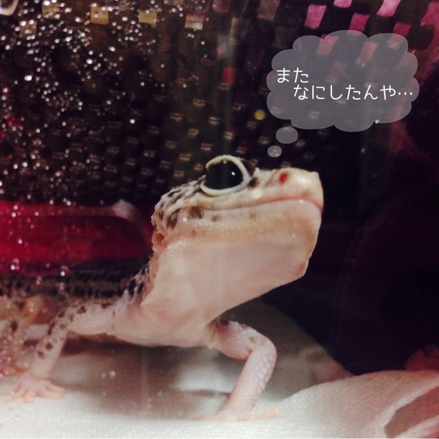 f:id:leopa0619:20140706004403j:plain f:id:leopa0619:20140706004403j:plain