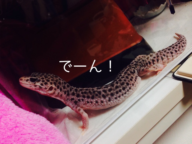 f:id:leopa0619:20140707002713j:plain f:id:leopa0619:20140707002713j:plain